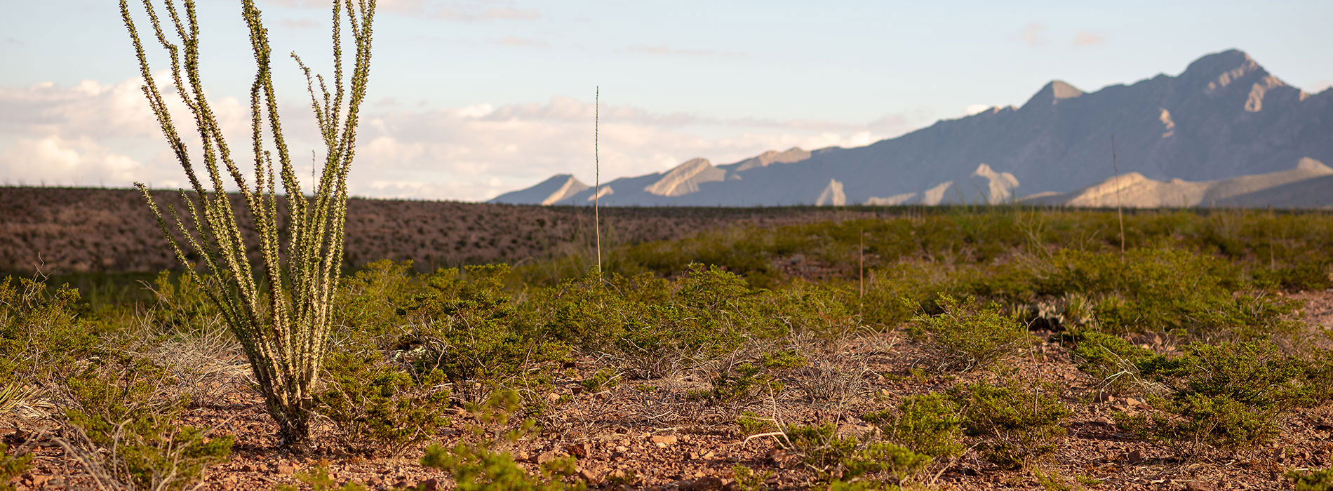 Endodontic Office in El Paso